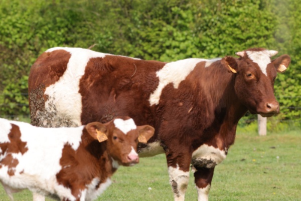 Champ de la ferme